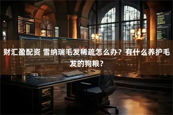 财汇盈配资 雪纳瑞毛发稀疏怎么办？有什么养护毛发的狗粮？